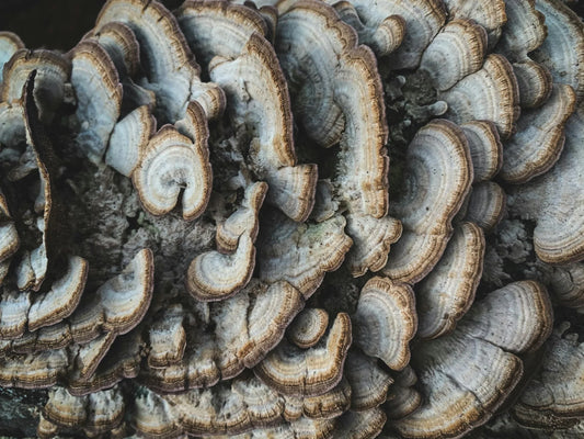 Photo of mushrooms that help fight microplastics in the body
