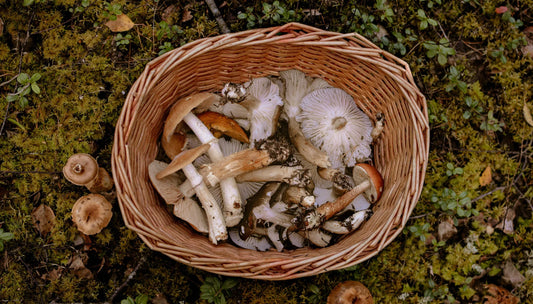 Mushrooms in a basket on the ground