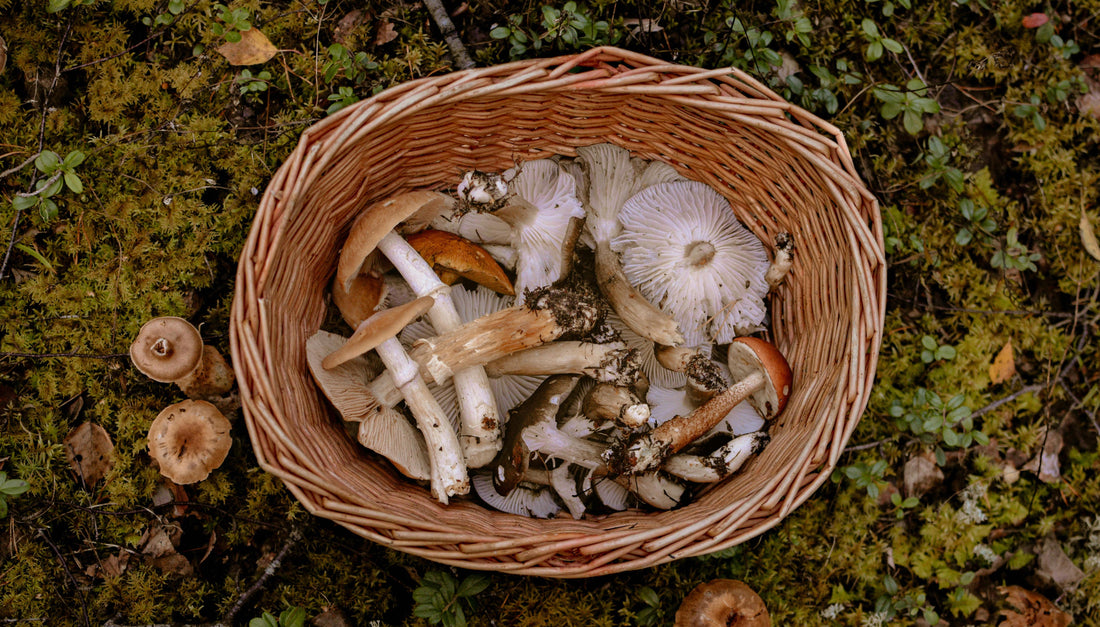 Mushroom Powder vs Mushroom Extract: What is the difference?