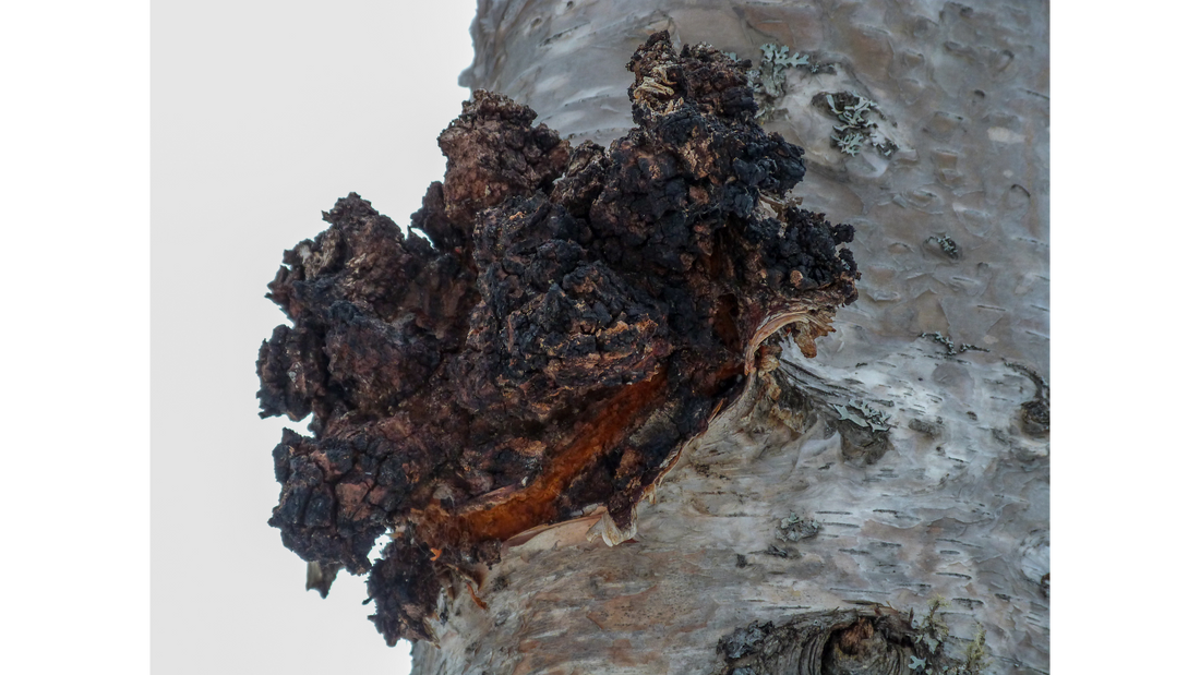 3 Facts About Chaga Mushrooms That Might Surprise You