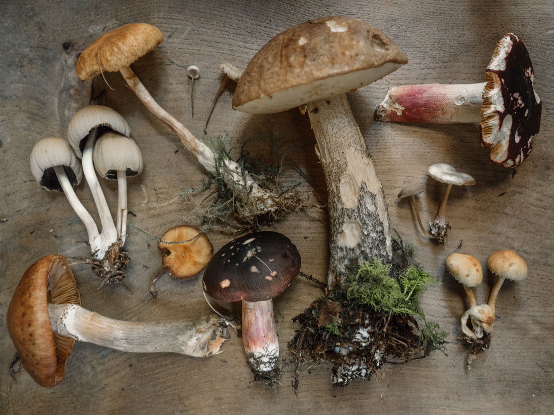 What Are Functional Mushrooms? Do They Live Up to the Hype?