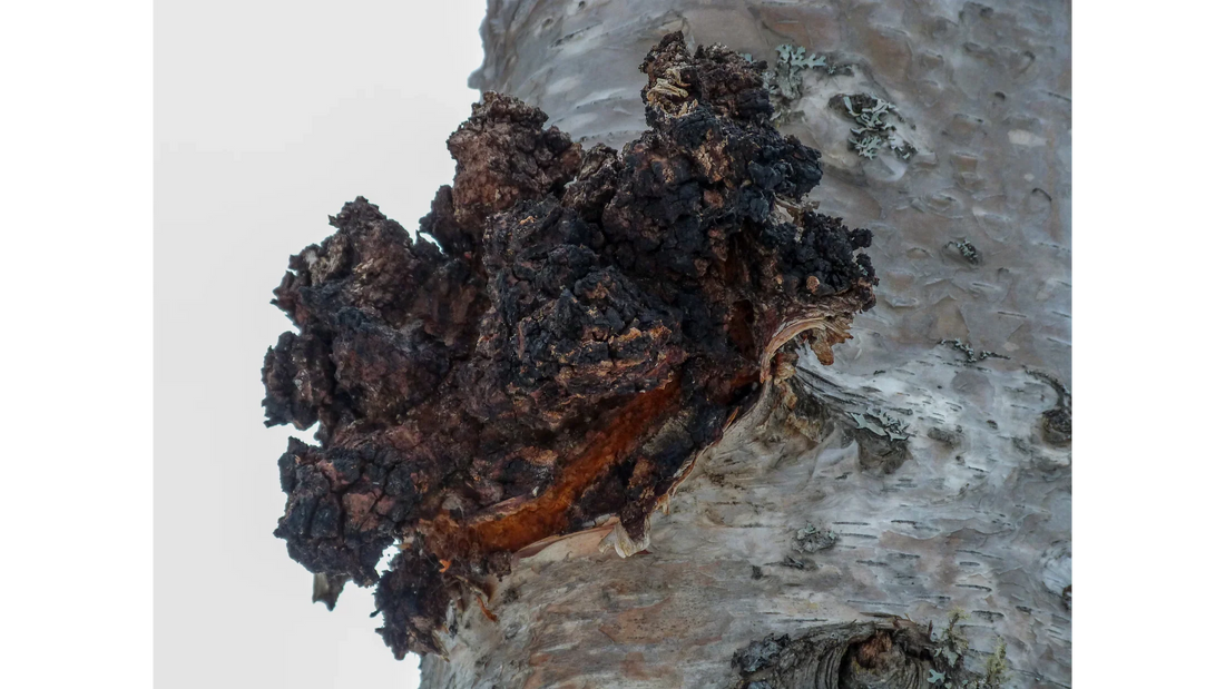 Chaga Mushrooms Growing on a Tree