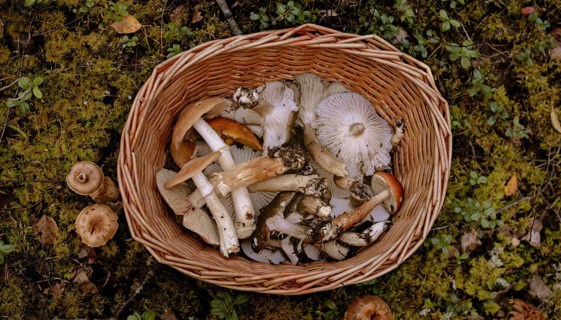 Mushrooms in a basket on the ground
