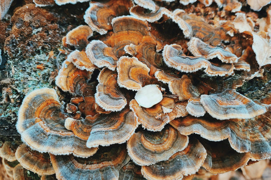 3 Benefits of Turkey Tail Mushrooms
