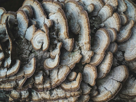 Mushrooms & Microplastics: Can Functional Fungi Help Protect Your Body from Modern Toxins?